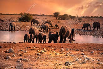 Sunset in Namibia, drinking elephants at waterhole