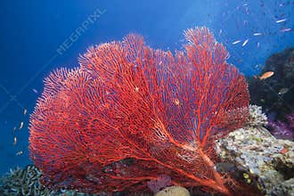 Sea Fan, Fiji