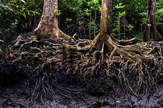 Mangrove tree roots in jungle