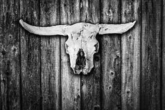 Sun bleached cow skull hanging on a weatherd barn wall