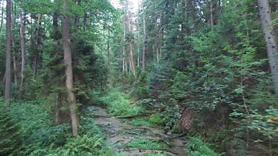Flight over a stream in the forest, aerial view