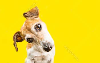Asking surprised curious lovely dog Jack Russell terrier portrait on yellow background. Bright emotions