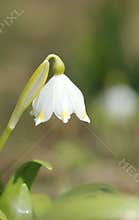 Snowdrop flower