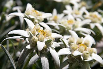 Edelweiss