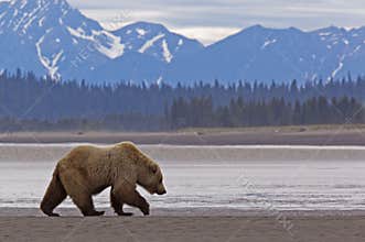 Alaska grizzly brown bear walking wildlife mountains