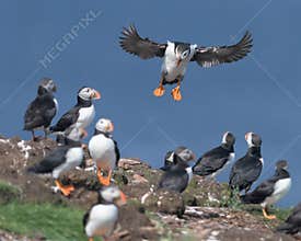 Atlantic puffin landing at nesting colony