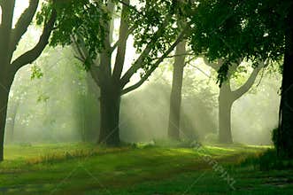 Misty Morning Walk