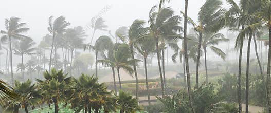 Palm trees blowing in the wind and rain as a hurricane nears