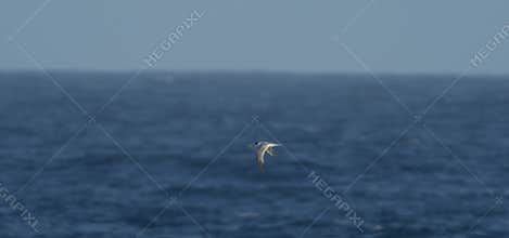 Bird flying over ocean