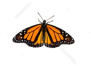 Monarch Butterfly
