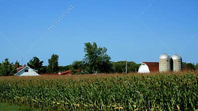 American country farm with corn plants field and blue sky