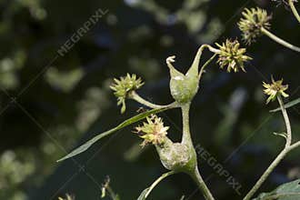Plant seed pods on stems