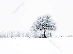 Frosty tree