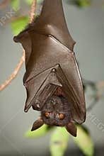 Flying fox