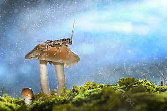 Rainy day in the woods