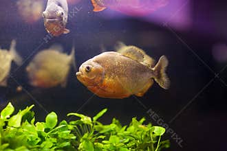 Tropical red piranha Serrasalmus nattereri in natural environment