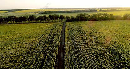The scenic dirt road through sunflower fields. Aerial view