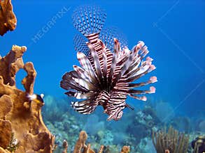 Lion Fish, deadly predator