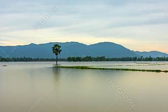 Path lonely palm tree between flooded fields