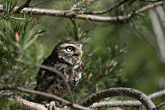 Curious Athene Noctua