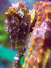 Hippocampus erectus / Seahorse