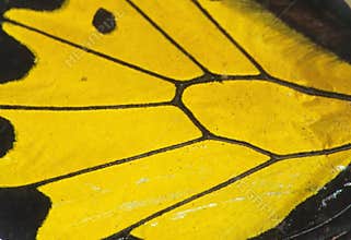 Butterfly wing