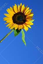 SUNFLOWER AND BLUE SKY