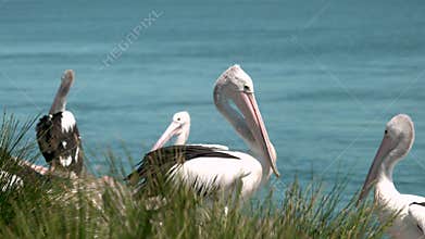 Pelicans interacting with each other medium shot