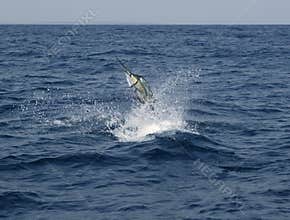 Sailfish saltwater sport fishing jumping