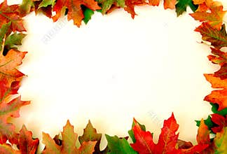 Fall Leaves Border on White