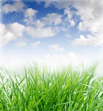 Spring grass on a sunny day