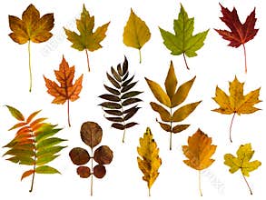 Autumn leaves set isolated on white background
