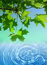 Spring maple tree and water background