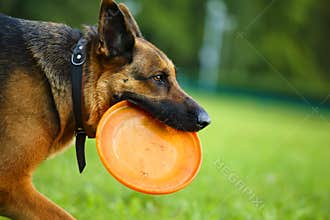 Dog with flying disc