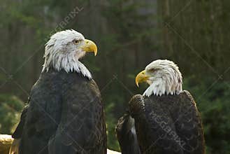 Bald eagles