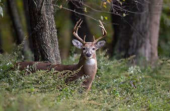 White Tailed Deer Buck