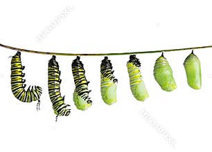 Monarch caterpillar in various stages isolated on white