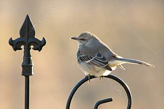Mockingbird On Guard