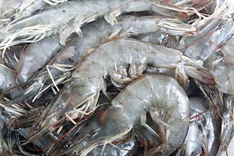Raw shrimp