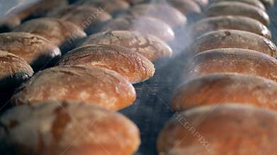 Fresh buns on a tray, close up. Bakery factory equipment.