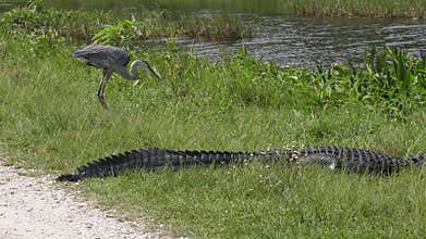 Great blue heron with a fish and alligator