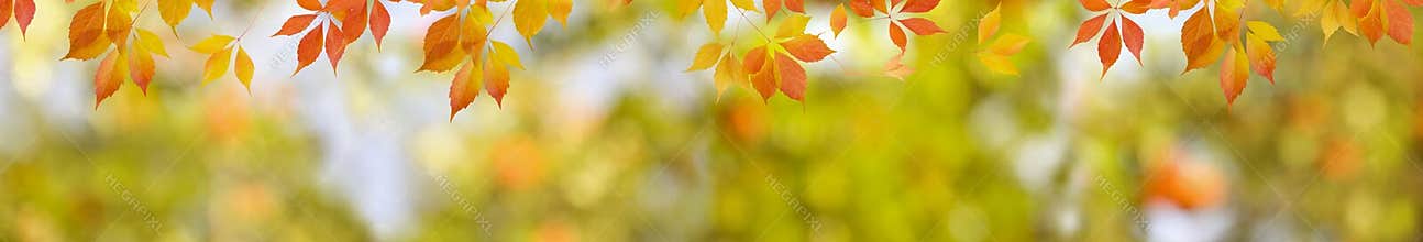 Autumn nature background with red leaves and blurred backdrop. Wide panorama format for banner or border