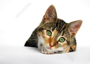 Sad little cat