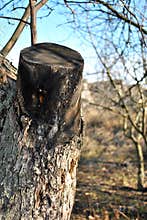 Old apple tree trunk with bark and cut out branch, organic texture, spring garden in sunny day