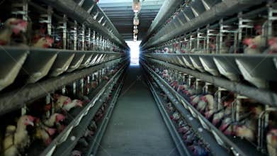 Poultry farm, chickens sit in open-air cages and eat mixed feed, on conveyor belts lie hen`s eggs, farming