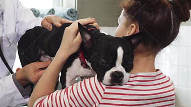 Sick Boston Terrier puppy being examined by a professional vet