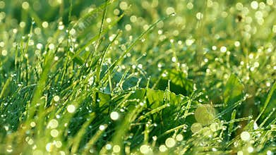Blurred green grass background with the water drops and morning dew close up view