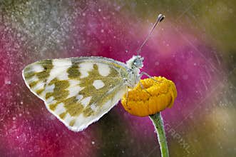 The butterfly in the rain