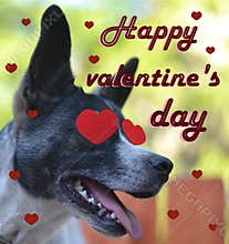 Greeting card for Valentine`s day, with a cute pug. Cartoon dog with crown and glasses and heart. illustration for a postcard or