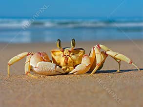 Ghost crab